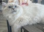 Zena - Siberian Cat For Sale - Norwalk, CT, US