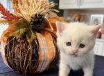 Moon Scottish Fold Golden Point Boy - Scottish Fold Cat For Sale - Odessa, FL, US