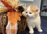 Miles Scottish Fold Bicolor Red Boy - Scottish Fold Cat For Sale - Odessa, FL, US