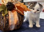 Mickey Mouse Scottish Fold Bicolor Male - Scottish Fold Cat For Sale - Odessa, FL, US