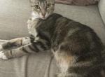 Gracie - Domestic Cat For Adoption - 