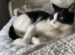 Peyton - Domestic Cat For Adoption - 