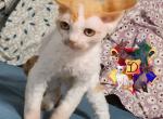 Chance - Devon Rex Kitten For Sale - Spokane, WA, US