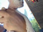 Foxy - Devon Rex Cat For Sale - Spokane, WA, US