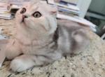 Amanda - Scottish Fold Cat For Sale - Philadelphia, PA, US