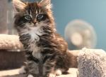 Benny - Siberian Cat For Sale - North Port, FL, US