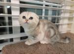 Sophia2 - Scottish Fold Cat For Sale - Philadelphia, PA, US