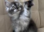 B6 - Maine Coon Kitten For Sale - Jonestown, PA, US