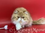 Simon - Persian Cat For Sale - Yucca Valley, CA, US