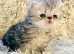 Persian Darling - Persian Cat For Sale - VA, US