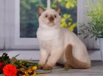 Ford - British Shorthair Cat For Sale - Miami, FL, US