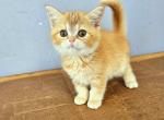 Joy - British Shorthair Cat For Sale - New York, NY, US