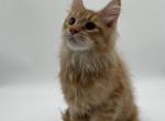 Joker - Maine Coon Cat For Sale - Brighton, CO, US