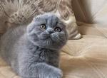 Female Scottish fold blue color - Scottish Fold Cat For Sale - Los Angeles, CA, US