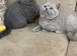 Female lilac color - British Shorthair Cat For Sale - Los Angeles, CA, US