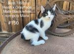 Black and White Manx Male - Manx Cat For Sale - 