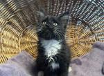 Loki - Maine Coon Kitten For Sale - NY, US