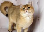 Teddy - British Shorthair Cat For Sale - Los Angeles, CA, US