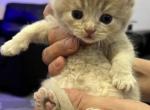 Zeke - British Shorthair Cat For Sale - Englewood, CO, US