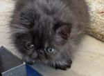 Lionel - Persian Cat For Sale - Fort Worth, TX, US