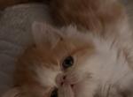 Red and white Bicolor female - Persian Cat For Sale - Ephrata, PA, US