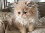 Red and white Persian girl - Persian Kitten For Sale - Ephrata, PA, US