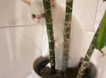 boba - Exotic Cat For Sale - 