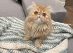 flossy - Persian Kitten For Sale - Mason, OH, US