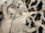 Bengal lynx kittens - Bengal Cat For Sale - Battle Ground, WA, US