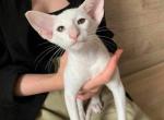 Snowflake - Oriental Cat For Sale - Brooklyn, NY, US