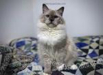 Rosemary - Ragdoll Cat For Sale - Tuscaloosa, AL, US