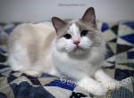 Tango - Ragdoll Cat For Sale - Tuscaloosa, AL, US