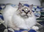 Stormy - Ragdoll Cat For Sale - Tuscaloosa, AL, US