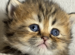 bonty - British Shorthair Kitten For Sale - Glendale, CA, US