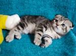 Jessika butterfly classic tabby scottish fold girl - Scottish Fold Kitten For Sale - Dallas, TX, US