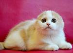 Dalila creamy bicolor scottish fold baby girl - Scottish Fold Kitten For Sale - Dallas, TX, US