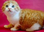 Enisey orange red bicolor scottish fold baby boy - Scottish Fold Cat For Sale - Dallas, TX, US