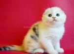 Emily caico tortie harlequin scottish fold beauty - Scottish Fold Cat For Sale - Dallas, TX, US