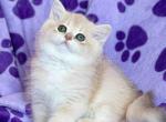 Irbis blue golden shaded british shorthair boy - British Shorthair Cat For Sale - CA, US