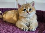 Boris - British Shorthair Cat For Sale - Brooklyn, NY, US