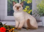 Ford - British Shorthair Cat For Sale - Brooklyn, NY, US