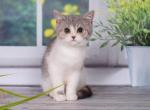 Barney - British Shorthair Cat For Sale - Brooklyn, NY, US