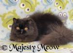 Bubba - Persian Cat For Sale - Yucca Valley, CA, US