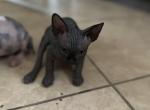 Sonic - Sphynx Cat For Sale - Orlando, FL, US