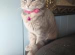 Daenarys - Domestic Cat For Adoption - Covington, KY, US