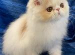 Micky - Persian Cat For Sale - Boca Raton, FL, US