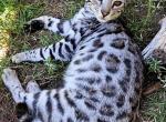 Silver Male Indie - Bengal Cat For Sale - Bradner, OH, US