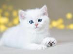 Gandalf - British Shorthair Cat For Sale - Houston, TX, US