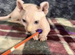 Flame Point Elf Ear Sphynx Male - Sphynx Kitten For Sale - Matherville, IL, US