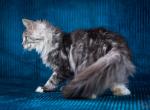 Ravenna - Maine Coon Cat For Sale - Brooklyn, NY, US